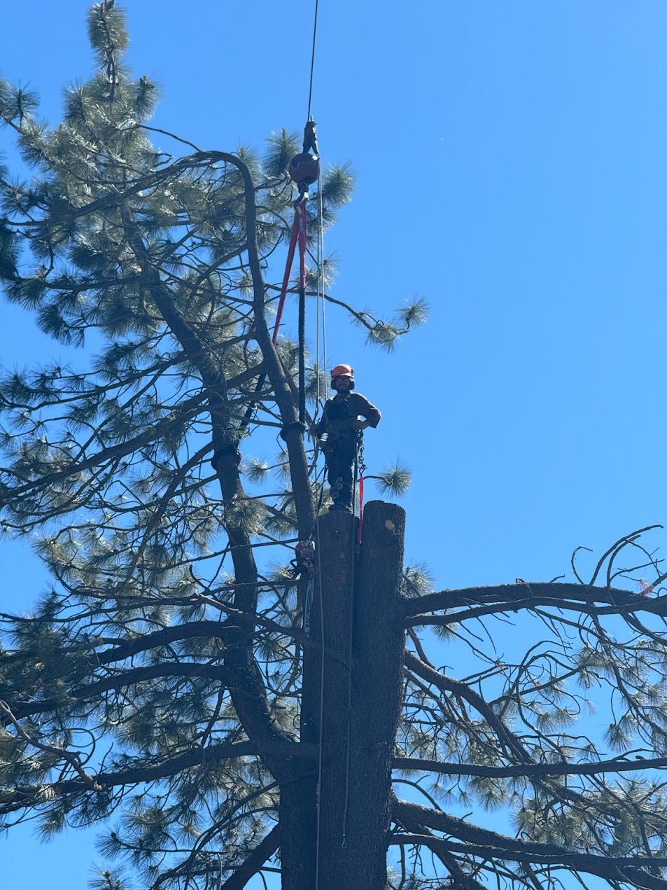 Tree work in North Lake Tahoe